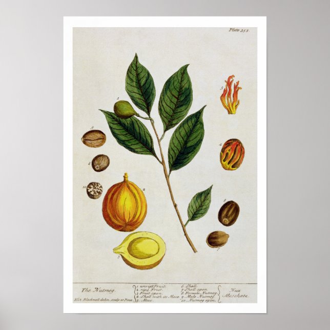Poster Nutmeg, placa 353 de "A Curiosa Herbal", pub (Frente)