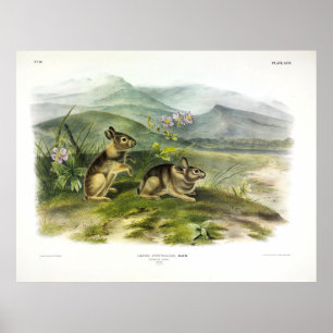 Poster Nuttall's Hare (Mountain / Nuttall's Cottontail)
