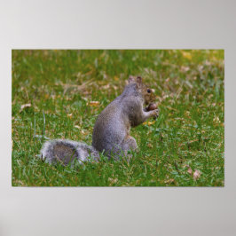 Poster Nutty Squirrel