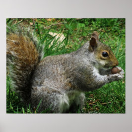 Poster Nutty squirrel Closeup