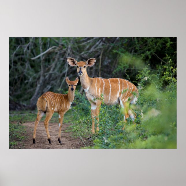 Poster Nyala (Tragelaphus Angazii) Com Jovem, Ndumo (Frente)