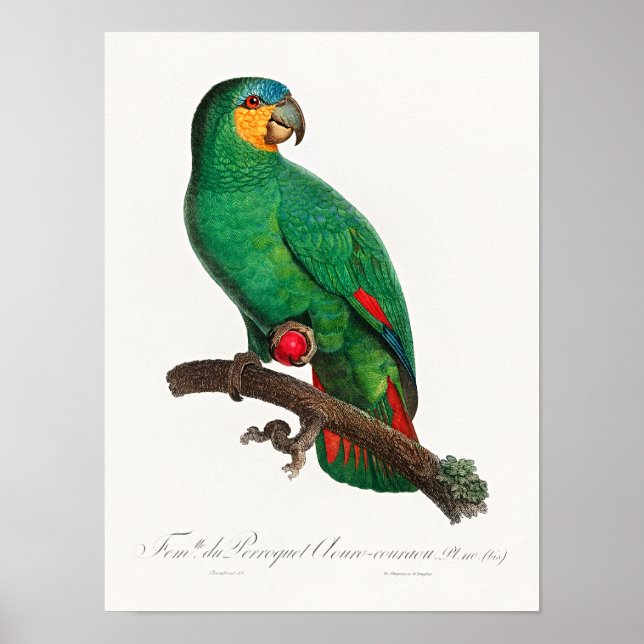 Poster O Amazona de Asa Laranja (Frente)