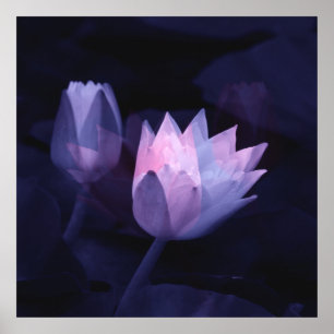 Poster O amor dos lírios….