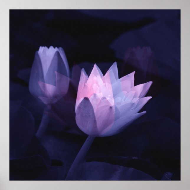 Poster O amor dos lírios... (Frente)