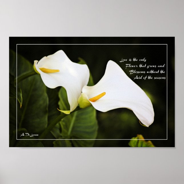 Poster O amor é a única flor (Frente)