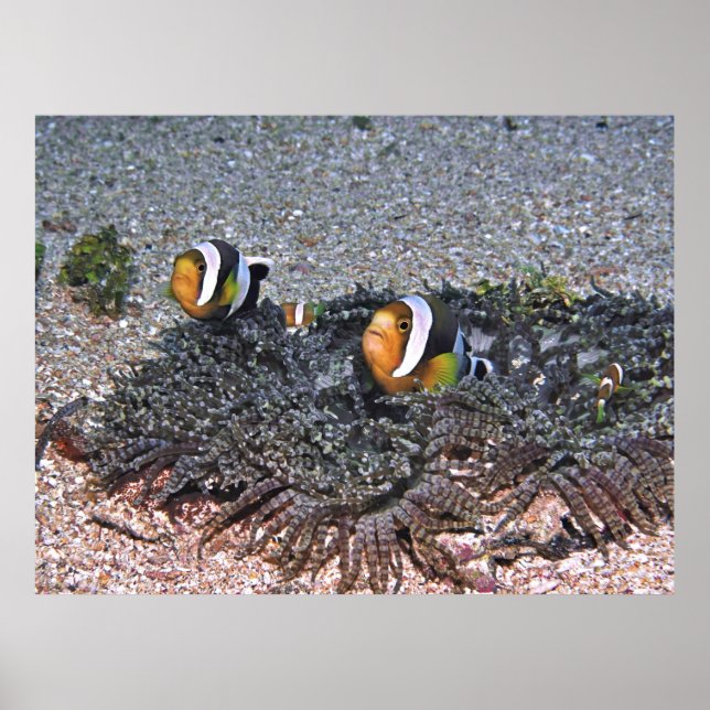 Poster O Anenomado de Clarke (Frente)