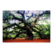 O Angel Oak