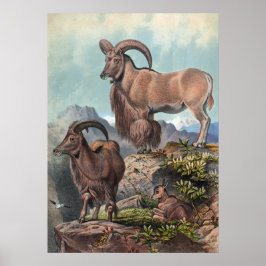 Poster O Aoudad de Joseph Wolf