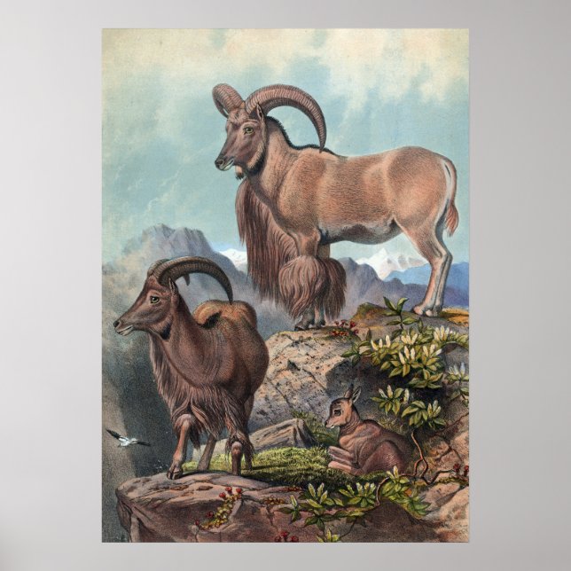 Poster O Aoudad de Joseph Wolf (Frente)
