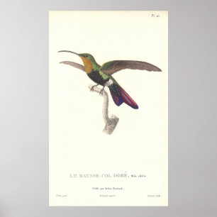 Póster O Aurulente Hummingbird por Rene Primevere Lesson