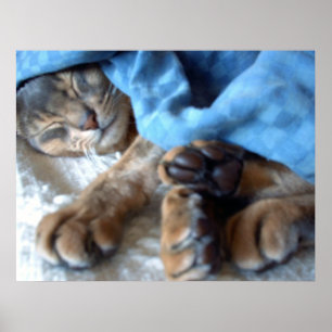 Póster O azul do sono Aby o gato no azul