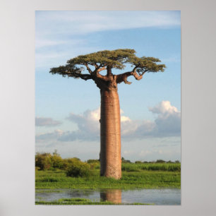 Poster O Baobab Madagascar de Grandidier
