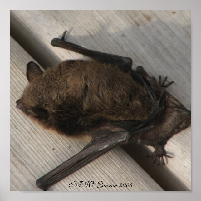 Póster O Bat Que Veio Para O Café Da Manhã (Frente)