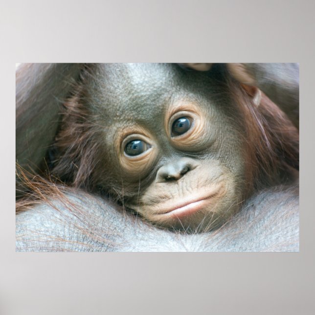Póster O Bebê Orangutan Aproximando-Se Da Mãe (Frente)
