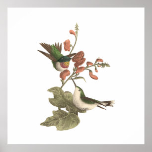 Póster O beija-flor de garganta vermelha ou de garganta s