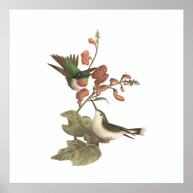 Póster O beija-flor de garganta vermelha ou de garganta s (Frente)