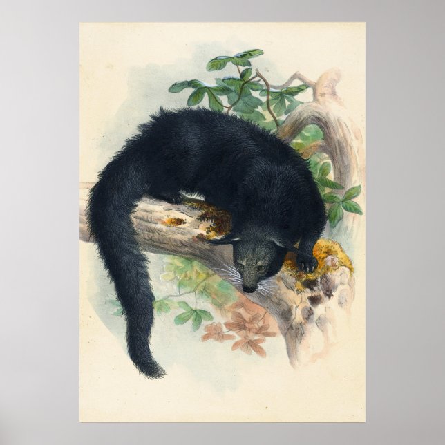 Poster O Binturong de Joseph Wolf (Frente)