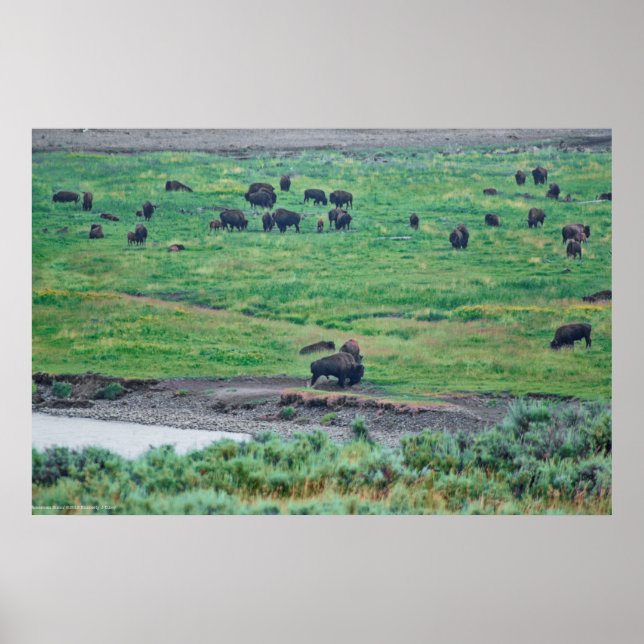Poster O Bison Americano (Frente)