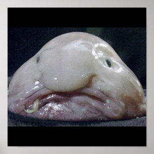 Póster O Blobfish