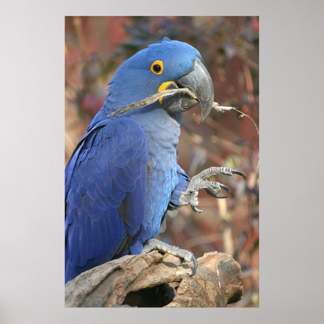 Poster O Blues (Frente)