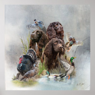 Poster O Boykin Spaniel