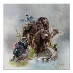Póster O Boykin Spaniel