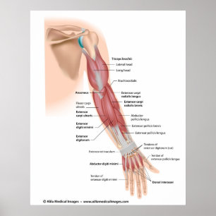 Póster O braço muscles a opinião do posterior, etiqueta