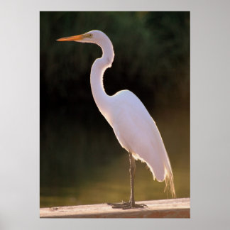 Póster O branco alusivo