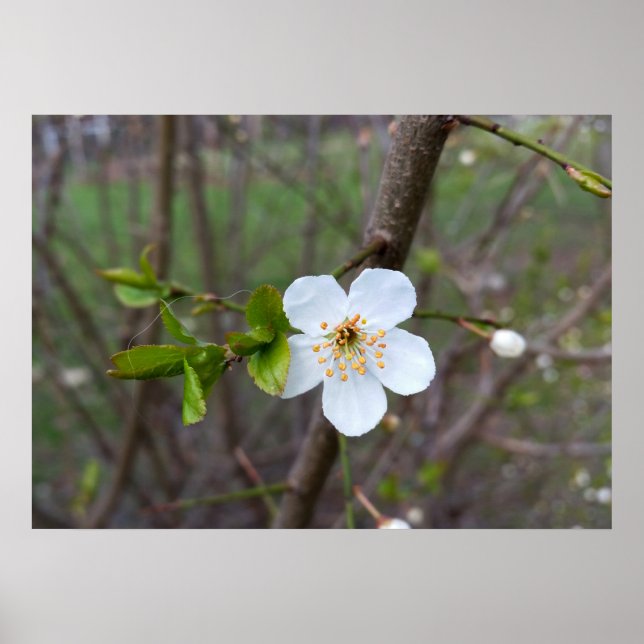 Póster O branco da primavera (Frente)