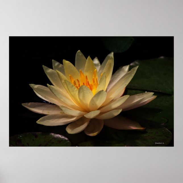 Póster O brilho (Frente)