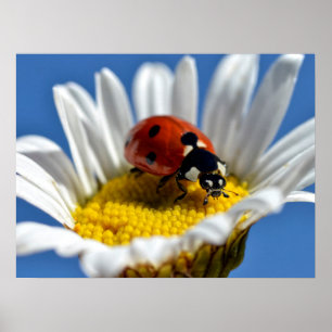 Poster O bug da daisy Mug Mouse Pad