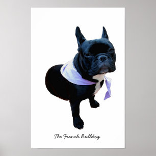 Póster O buldogue francês
