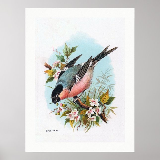 Póster "O Bullfinch" (Frente)