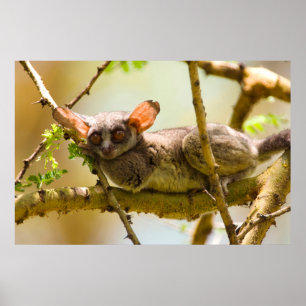 Póster O Bushbaby de Senegal (Galago Senegalensis)