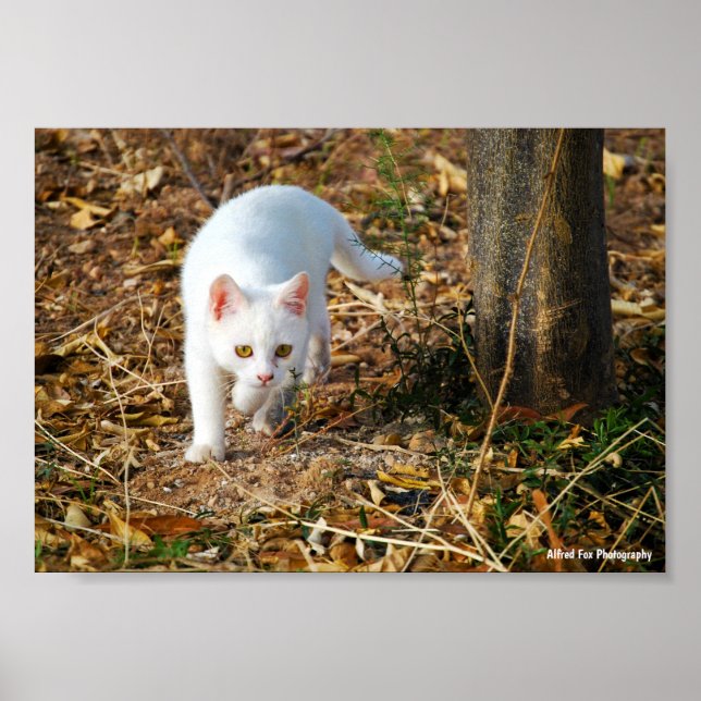 Poster O Caçador Branco (Frente)