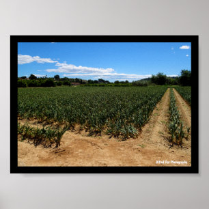Poster O Caminho Através do Campo de Cebola