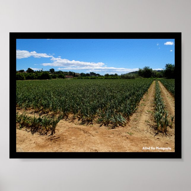 Poster O Caminho Através do Campo de Cebola (Frente)