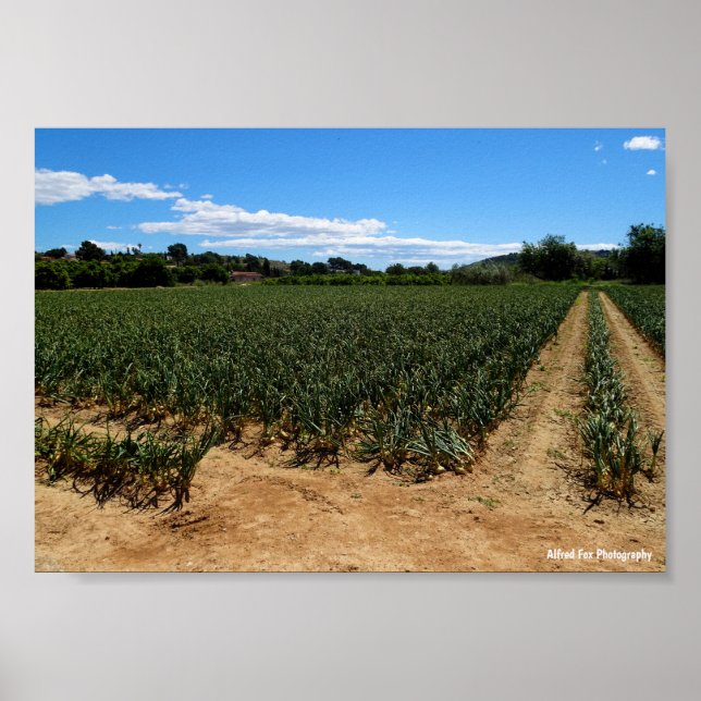 Poster O Caminho Através do Campo de Cebola (Frente)