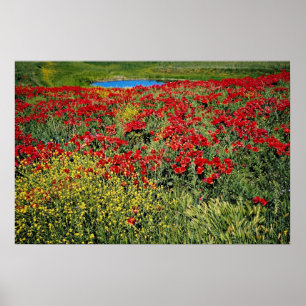 Poster O campo da papoila, atlas médio, Marrocos floresc