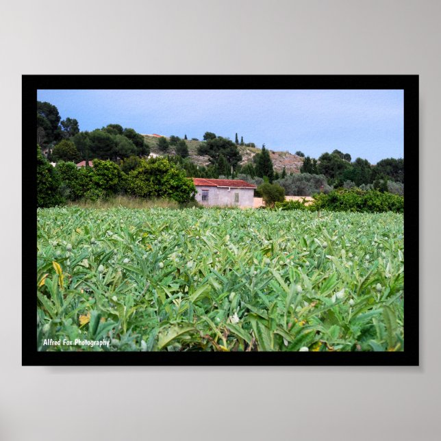 Poster O Campo de Alcachofra (Frente)