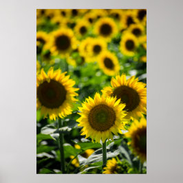 Poster O Campo de Girassóis