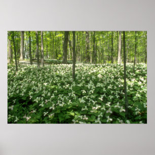 Poster o campo dos trilliums, Niagara Falls do branco A