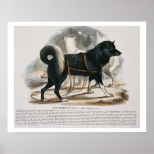 Póster O cão de Esquimaux (familiaris) do Canis i