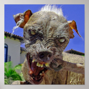 Poster O cão o mais feio do mundo