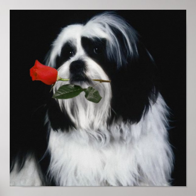 Póster O Cão Shih Tzu (Frente)