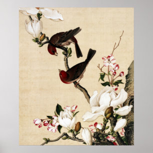 Poster O Caranguejo e a Magnolia de Belas Artes