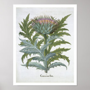 Póster O cardo, do "Hortus Eystettensis" por Bas