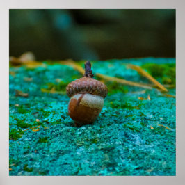 PÓSTER O CARTAZ DA BOLOTA