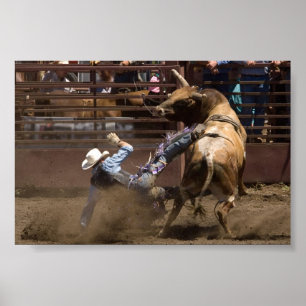 Póster O cavaleiro do boi toma uma queda