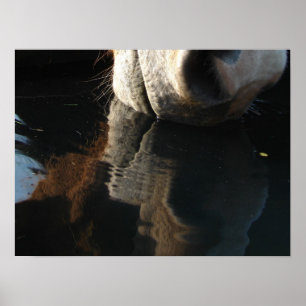 Poster O cavalo bebe a reflexão